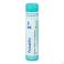 Pulsatilla Xmk gr 4G Boiron