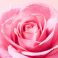 Nuxe Very Rose Tonic Nevel Spray 200Ml - Gebruik 3