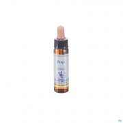 Healing Herbs Pine 10Ml - Detail 1