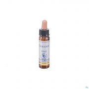 Healing Herbs Chicory 10 ml - Vue détail 1