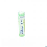 Thuya Occidentalis 5Ch gr 4G Boiron - Detail 1