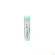 Thuya Occidentalis 30K gr 4G Boiron - Detail 1
