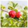 Fitoform Veggie Acerola 1000 Bio Comp 60 - Gebruik 2