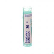 Eupatorium Perfoliatum 30K gr 4G Boiron - Detail 1