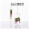 Klorane Capil. Sh Cactusvijg 200ml
