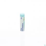 Rhus Toxicodendron Mk Gl Boiron