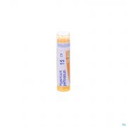 Hypericum Perforatum 15ch Gr 4g Boiron