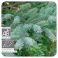 Pranarom Eo Zwarte Spar Bio 10Ml