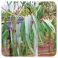 Pranarom Huile Essentielle D'eucalyptus Citronne 10 ml