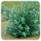 Pranarom Eo Eucalyptus globulus 10Ml