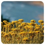 PRANAROM HUILE ESSENTIELLE D'HELICHRYSE 10 ML