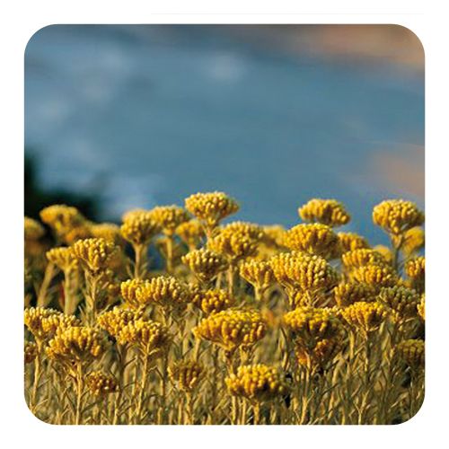 PRANAROM HUILE ESSENTIELLE D'HELICHRYSE 10 ML