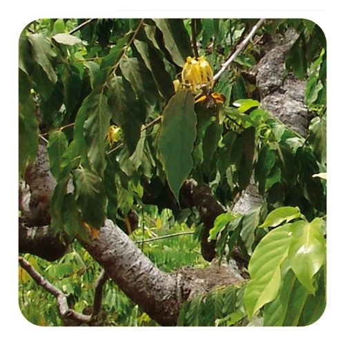 PRANAROM HUILE ESSENTIELLE D'YLANG YLANG 5 ML