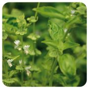 PRANAROM HUILE ESSENTIELLE DE BASILIC 5 ML 