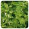 Pranarom Huile Essentielle De Basilic 5 ml