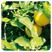 PRANAROM HUILE ESSENTIELLE DE BERGAMOTE 10 ML