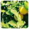 Pranarom Eo Bergamot Schil 10Ml