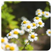 PRANAROM HUILE ESSENTIELLE DE CAMOMILLE NOBLE 5 ML