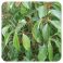 Pranarom Huile Essentielle De Cannelle De Chine 10 ml