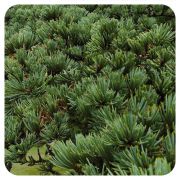 PRANAROM HUILE ESSENTIELLE DE CEDRE DE L'ATLAS 10 ML