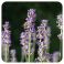 Pranarom Eo Spijk Lavendel 10Ml