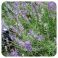 Pranarom Eo Echte Lavendel 10Ml
