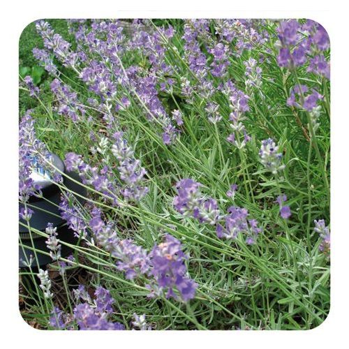 PRANAROM HUILE ESSENTIELLE DE LAVANDE VRAIE 100 ML