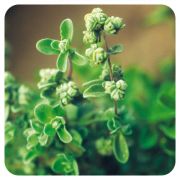 PRANAROM HUILE ESSENTIELLE DE MARJOLAINE A COQUILLES 5 ML