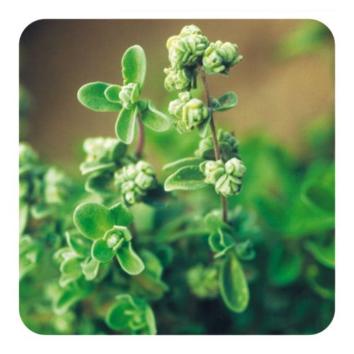 PRANAROM HUILE ESSENTIELLE DE MARJOLAINE A COQUILLES 5 ML