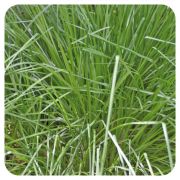 PRANAROM HUILE ESSENTIELLE DE PALMAROSA 30 ML 