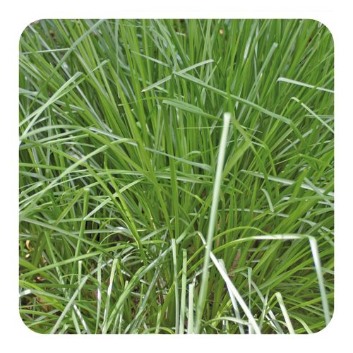 PRANAROM HUILE ESSENTIELLE DE PALMAROSA 30 ML 