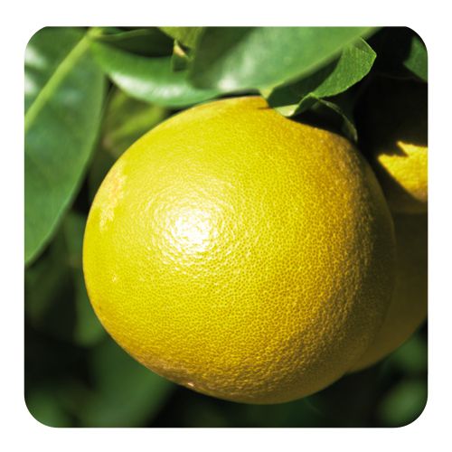 PRANAROM HUILE ESSENTIELLE DE PAMPLEMOUSSE 10 ML