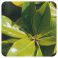Pranarom Huile Essentielle De Petit grain Bigarade 10 ml