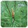 Pranarom Eo grove Den 10Ml