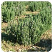 PRANAROM HUILE ESSENTIELLE DE ROMARIN A CINEOLE 10 ML