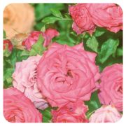 PRANAROM HUILE ESSENTIELLE DE ROSE DE DAMAS 5 ML