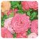 Pranarom Eo Roos Van Damas 5Ml