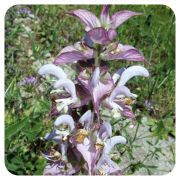 PRANAROM HUILE ESSENTIELLE DE SAUGE SCLAREE BIO 5 ML 