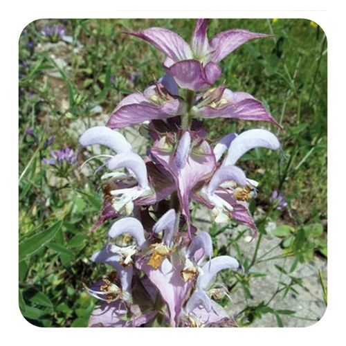 PRANAROM HUILE ESSENTIELLE DE SAUGE SCLAREE BIO 5 ML 