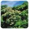 Pranarom Eo Tea Tree 10Ml