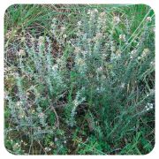 PRANAROM HUILE ESSENTIELLE DE THYM A LINALOL BIO 5 ML 