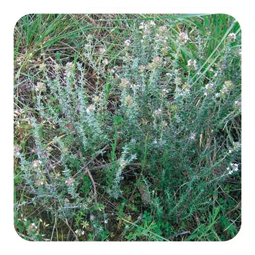 PRANAROM HUILE ESSENTIELLE DE THYM A LINALOL BIO 5 ML 