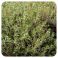 PRANAROM HUILE ESSENTIELLE DE THYM A THYMOL BIO 5 ML