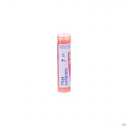 Thuya Occidentalis 7Ch gr 4G Boiron - Detail 1