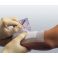 Bsn Medical Hypafix 2,5Cmx10,0M 1 7144300