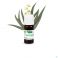 Phytosun Euc. Radiata Fr-Bio-01 10Ml - Gebruik 6