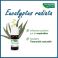 Phytosun Euc. Radiata Fr-Bio-01 10Ml - Gebruik 5