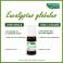 Phytosun Euc. globulus Fr-Bio-01 10Ml - Gebruik 2