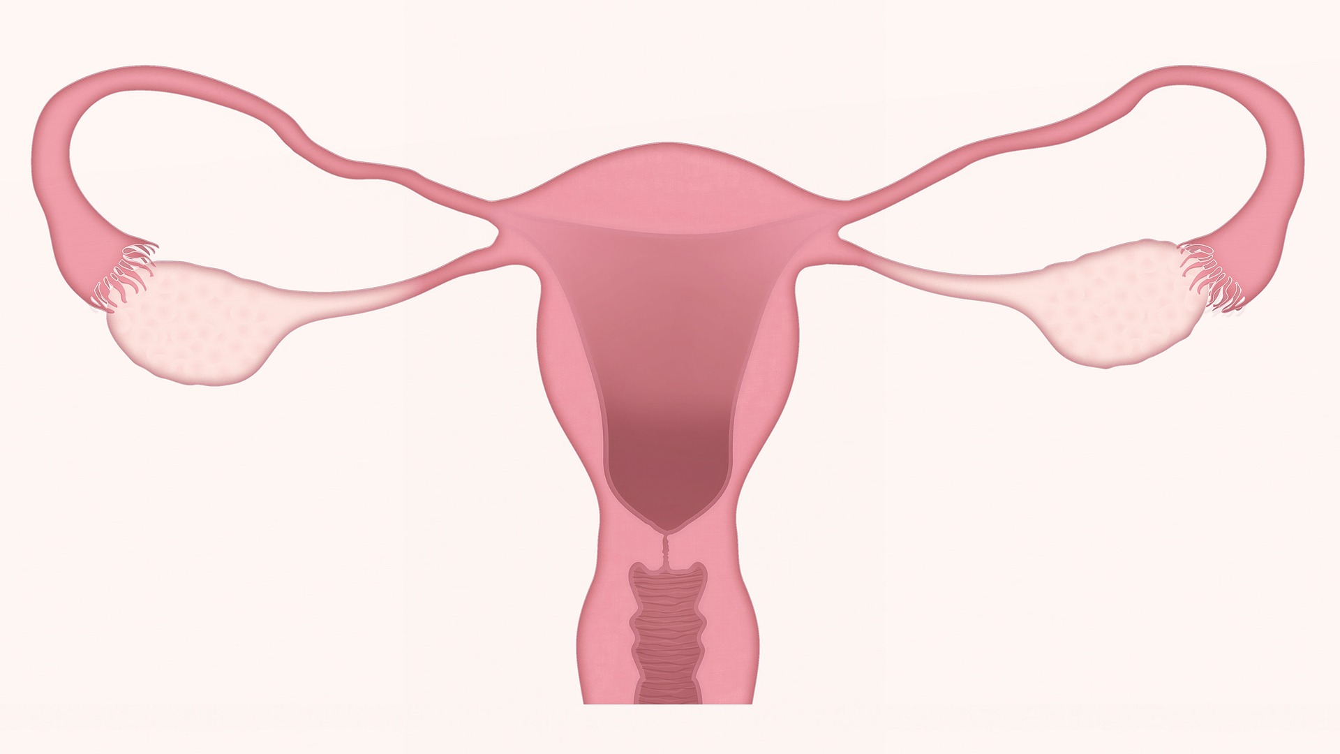 Système génital chez la femme